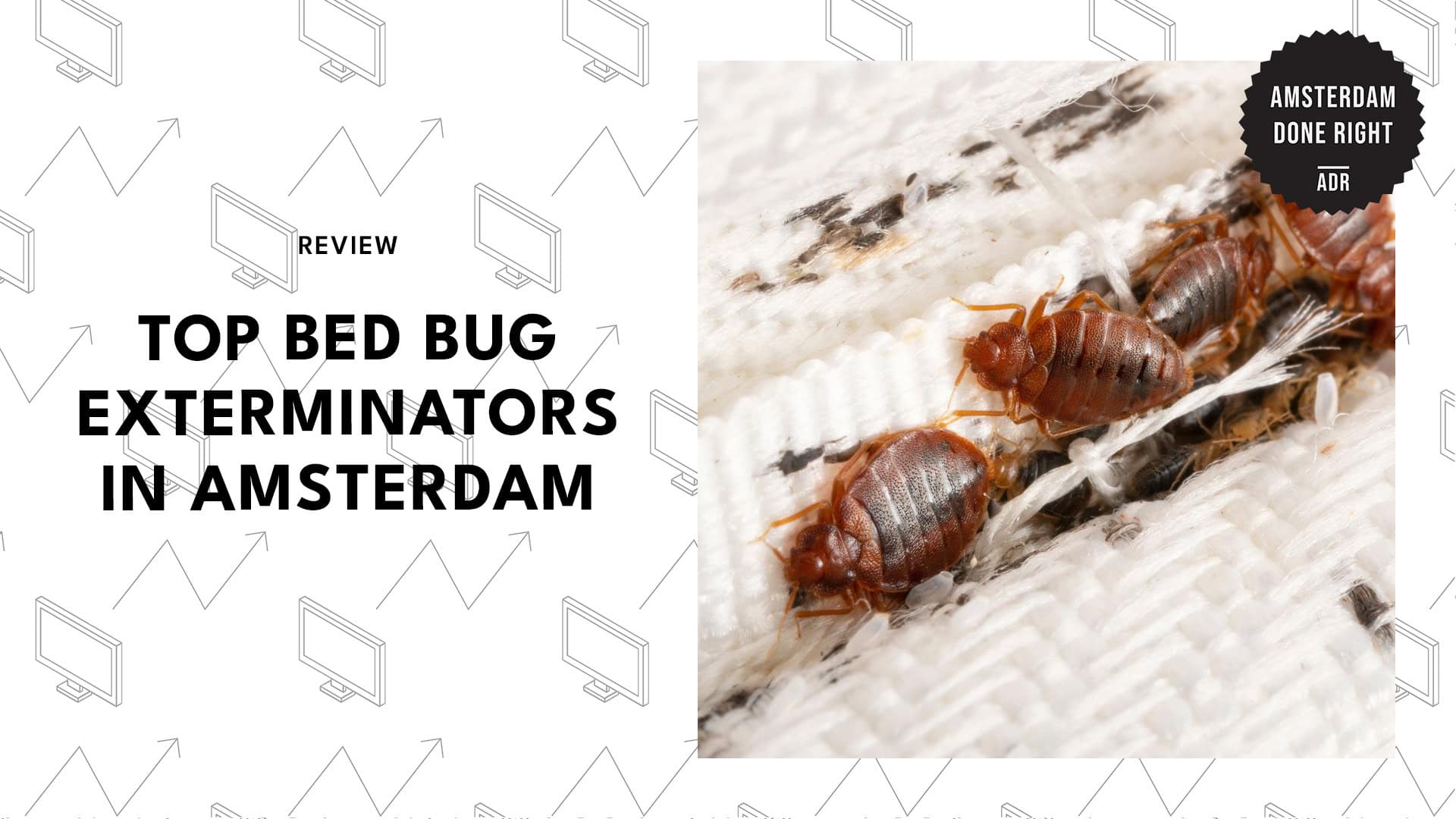 bed-bug