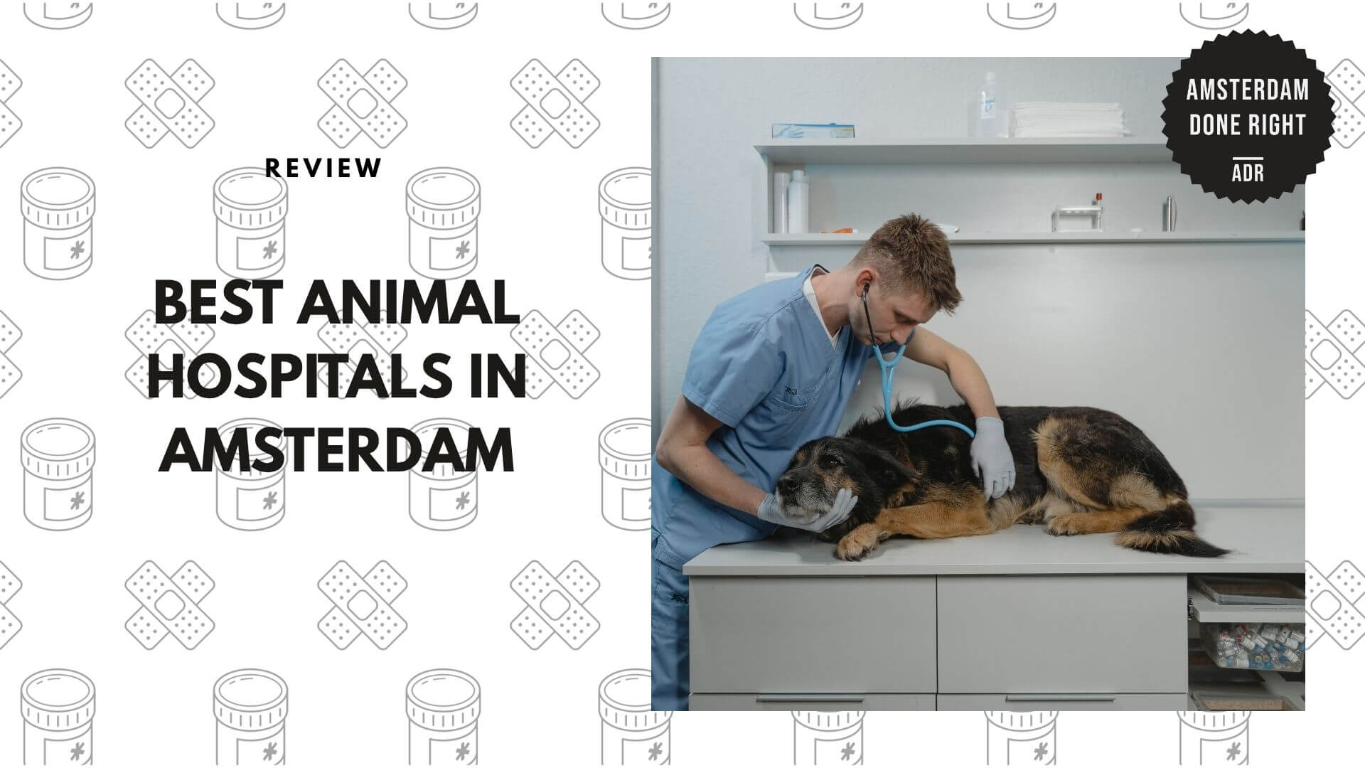 animal-hospitals-in-amsterdam